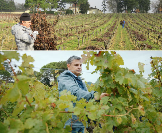 Château Poupille​|最後60瓶！千元價格就能一窺Pétrus迷人酒風！ - LMDT 天地人酒窖