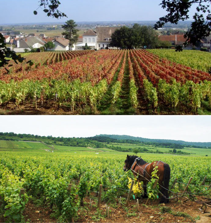 Domaine Bernard Moreau
