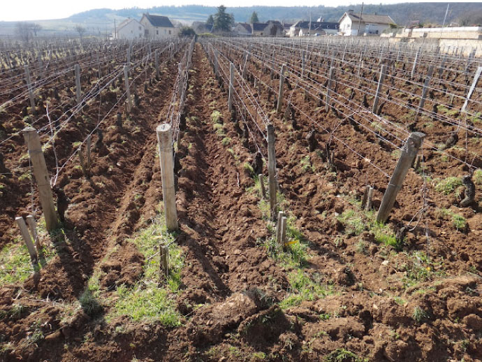 Domaine Louis Rémy|酒莊直出！完美熟成布根地老年份醇釀！ - LMDT