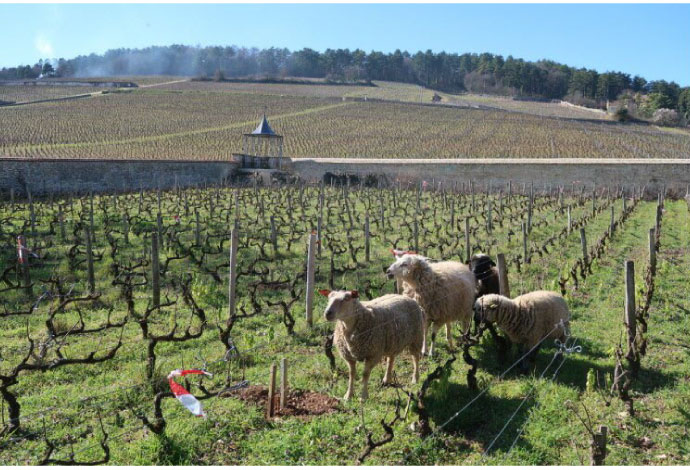 Domaine Louis Rémy |完美熟成！酒莊直出珍稀老年份香波醇釀！ - LMDT
