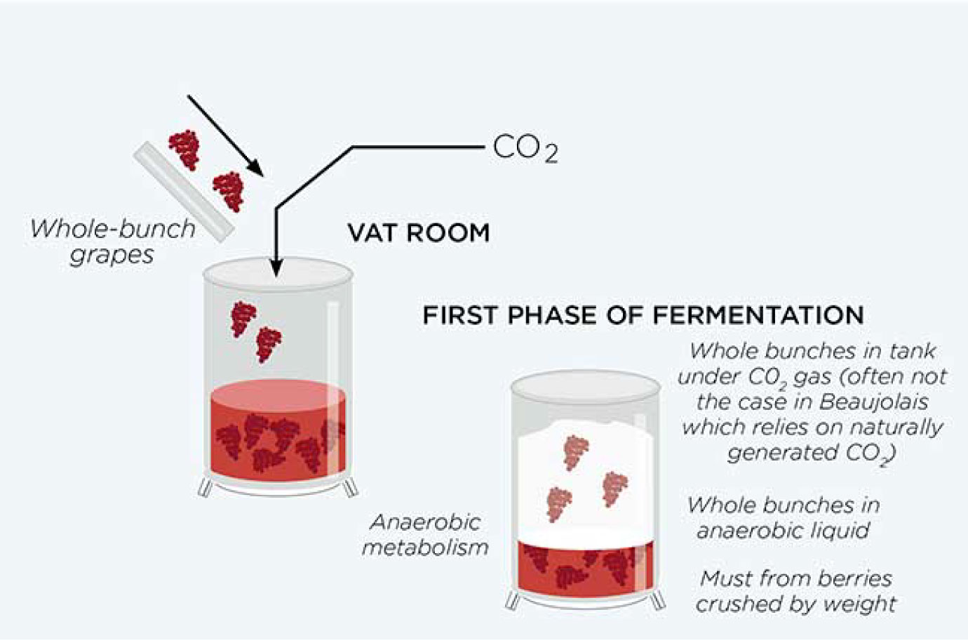 Something About Whole Bunch Fermentation |深度品飲─何謂整串發酵及其應用- LMDT 天地人酒窖