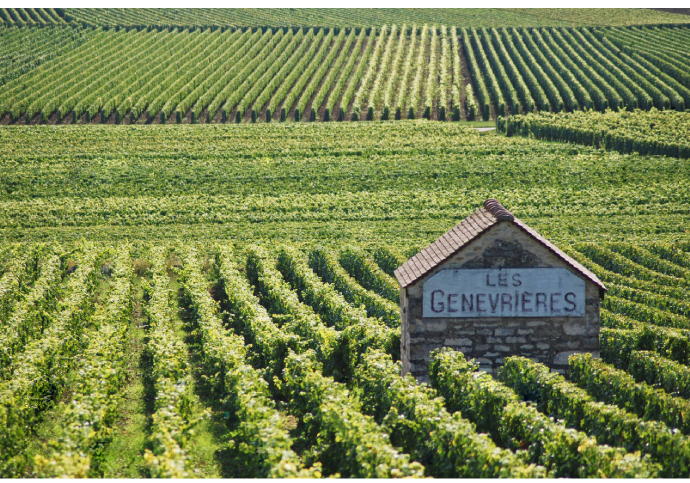 Les Genevrières 1er Cru