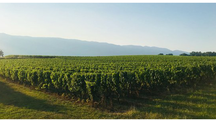 Les Perrières 1er Cru