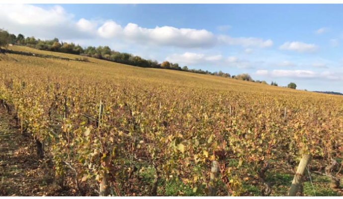 Les Charmes 1er Cru