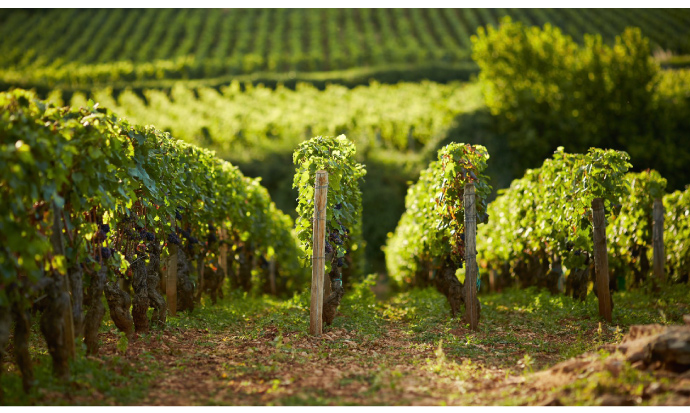 Les Charmes 1er Cru