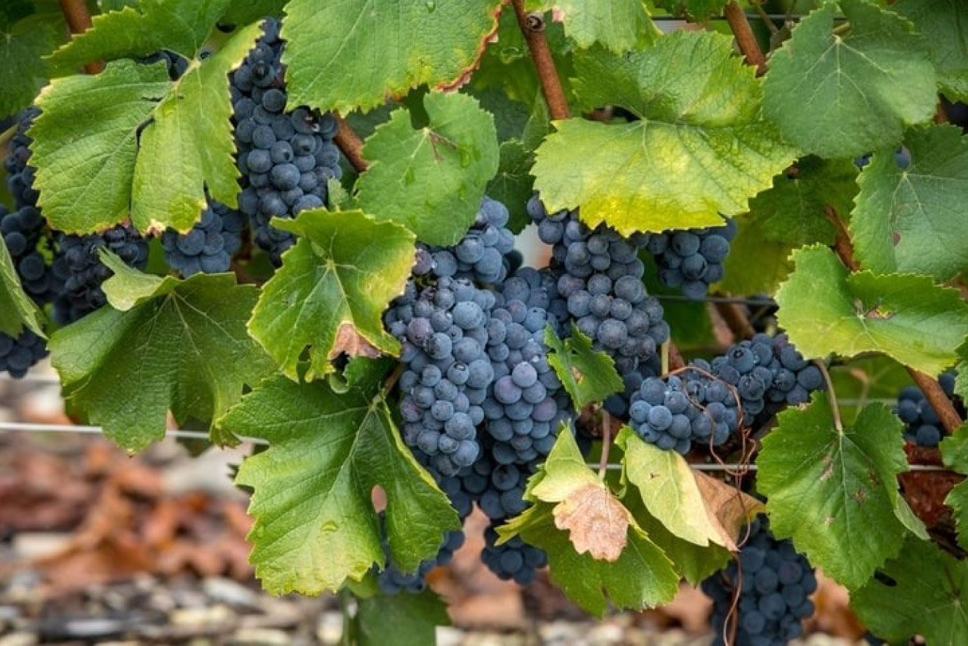 主圖(圖片說明請修改)