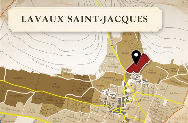 剛毅與細緻並存：解密哲維瑞的代表性一級園Lavaux Saint-Jacques